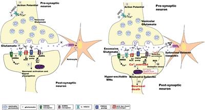 The Role of Altered BDNF/TrkB Signaling in Amyotrophic Lateral Sclerosis